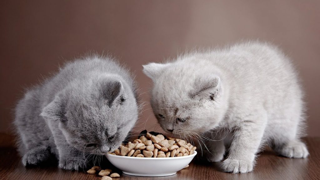 rachael ray cat food,fresh cat food,rachael ray nutrish cat food,cat food delivery,nutrish cat food,royal canin ultamino cat,best raw cat food,life's abundance cat food,fresh cat food delivery,darwin's cat food,all natural cat food,frozen raw cat food,rachael ray wet cat food,rachael ray dry cat food,sheba cuts,royal canin veterinary diet adult urinary so dry cat food,best organic cat food,raw cat food delivery,real cat food,best fresh cat food