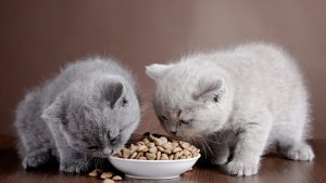 Cat-Food
