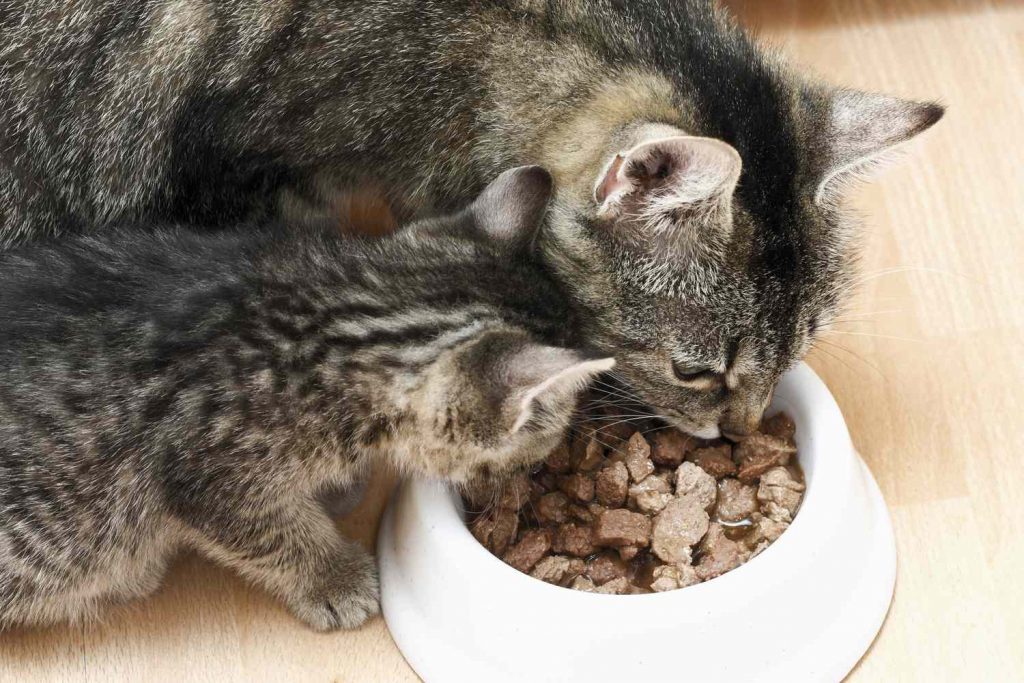 rachael ray cat food,fresh cat food,rachael ray nutrish cat food,cat food delivery,nutrish cat food,royal canin ultamino cat,best raw cat food,life's abundance cat food,fresh cat food delivery,darwin's cat food,all natural cat food,frozen raw cat food,rachael ray wet cat food,rachael ray dry cat food,sheba cuts,royal canin veterinary diet adult urinary so dry cat food,best organic cat food,raw cat food delivery,real cat food,best fresh cat food